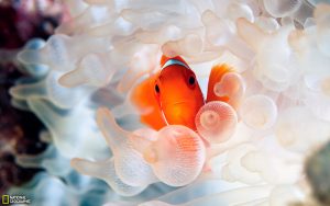 27-02-17-clownfish-in-anemone13439