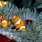 27-02-17-clownfish-pictures17099