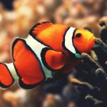 27-02-17-clownfish-underwater17934