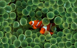 27-02-17-clownfish-wallpaper16731