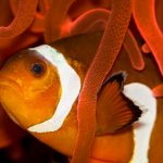 27-02-17-clownfish10466