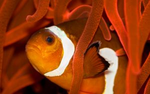 27-02-17-clownfish10466