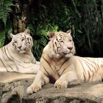 27-02-17-couple-white-tigers16838