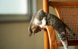 27-02-17-cute-cat-chair14915