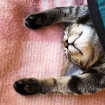 27-02-17-cute-cat-sleeping14472