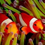 27-02-17-cute-clownfish17551