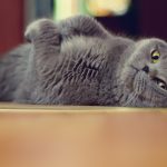 27-02-17-cute-gray-cat13475