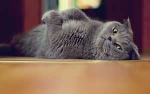 27-02-17-cute-gray-cat13475