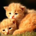 27-02-17-cute-little-cats15541