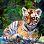 27-02-17-cute-little-tiger15878