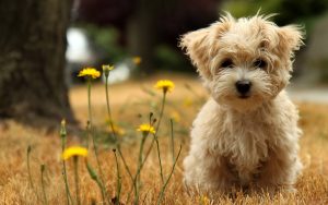 27-02-17-cute-maltese-dog15028