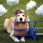 27-02-17-dog-airplane-helmet10960