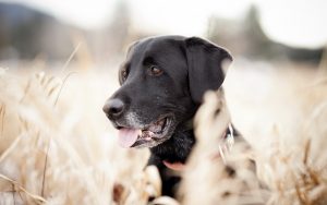 27-02-17-dog-black-look-field16076