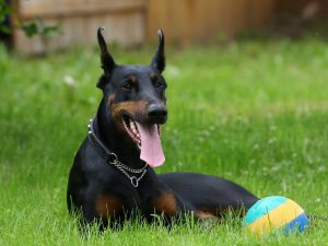 27-02-17-dog-doberman17233