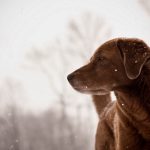 27-02-17-dog-friend-look-winter-snowflakes10148