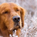 27-02-17-dog-friend-nature-winter16864