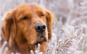 27-02-17-dog-friend-nature-winter16864