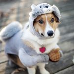 27-02-17-dog-funny-outfit17883