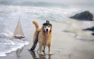 27-02-17-dog-sea-ship-beach14790