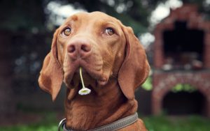 27-02-17-dog-with-flower11031