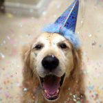 27-02-17-fantastic-happy-dog-wallpaper5338