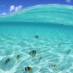 27-02-17-fish-background8258