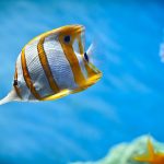 27-02-17-fish-wallpaper8180