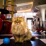 27-02-17-fluffy-cat16270