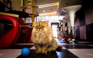 27-02-17-fluffy-cat16270