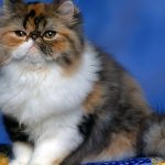 27-02-17-fluffy-persian-cat17246