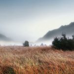 27-02-17-foggy-grass-landscape14973