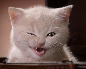 27-02-17-funny-cat11048