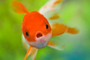 27-02-17-goldfish-pictures17101