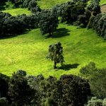 27-02-17-green-landscape-scenery11360