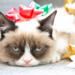 27-02-17-grumpy-cat15900