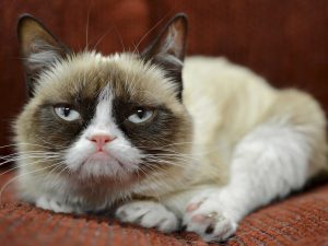 27-02-17-grumpy-cat18128