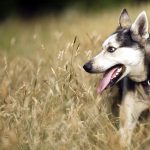 27-02-17-happy-dog-wallpaper9452