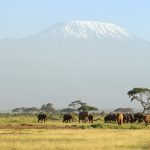 27-02-17-herd-of-elephants16403