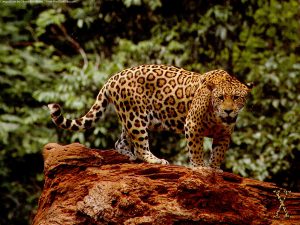 27-02-17-jaguar-the-big-cat14296