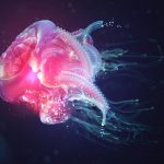 27-02-17-jellyfish-wallpaper8177