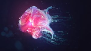 27-02-17-jellyfish-wallpaper8177