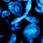 27-02-17-jellyfish-wallpaper8181