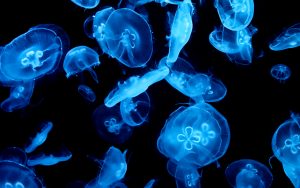 27-02-17-jellyfish-wallpaper8181