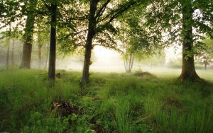 27-02-17-landscape-morning-dew15176