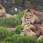 27-02-17-lion-photos1321-4