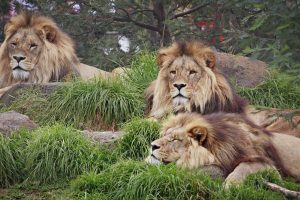 27-02-17-lion-photos1321-4