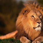 27-02-17-lion-wallpaper1-5655