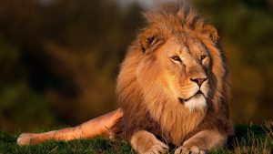 27-02-17-lion-wallpaper1-5655