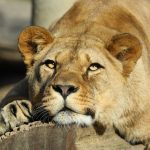 27-02-17-lioness-wallpap-ers9554