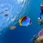 27-02-17-marine-fish-wallpaper17373